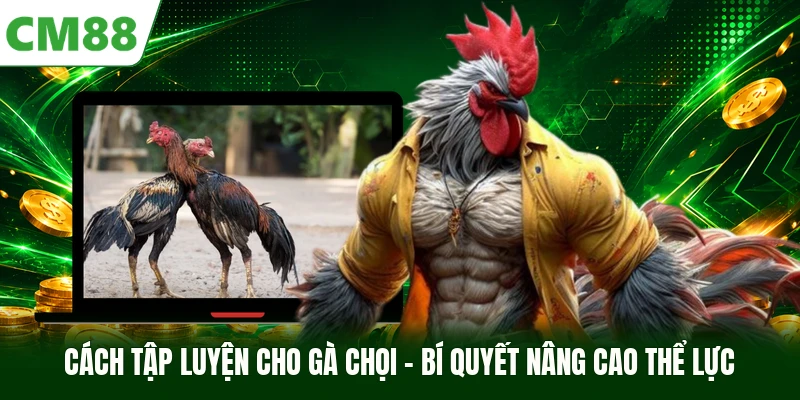 Cách Tập Luyện Cho Gà Chọi