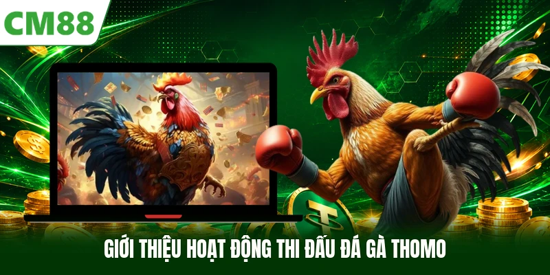 Giới thiệu hoạt động thi đấu đá gà Thomo